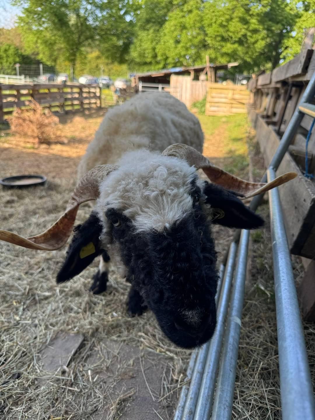 Ein Schaf